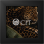 0.5 Gramm Goldmünze Barre de Luxe - Leopard 0.5 Gramm Goldmünze Barre de Luxe - Leopard